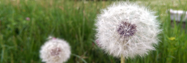 pusteblume